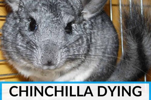Death of a chinchilla: how to understand that a rodent is dying and establish the cause