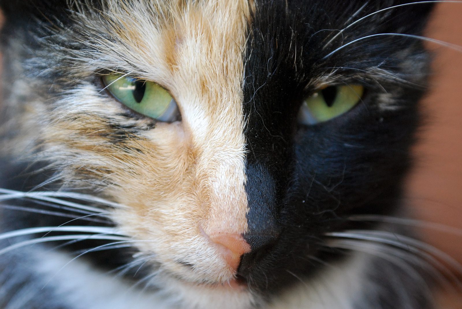 Decipher your cats genetic code for purr-fect health