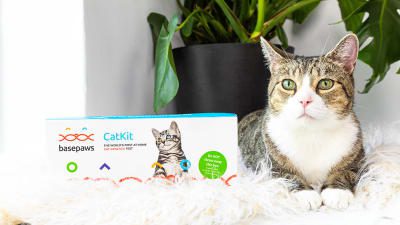 Decipher your cat&#8217;s genetic code for purr-fect health