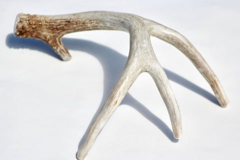 Deer horn for a dog &#8211; how to choose the right one?