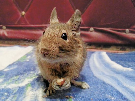 Degu squirrel - care and maintenance: how long does it live at home, what to feed, how to tame and name