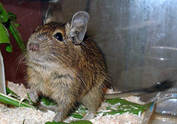 Degu squirrel - care and maintenance: how long does it live at home, what to feed, how to tame and name