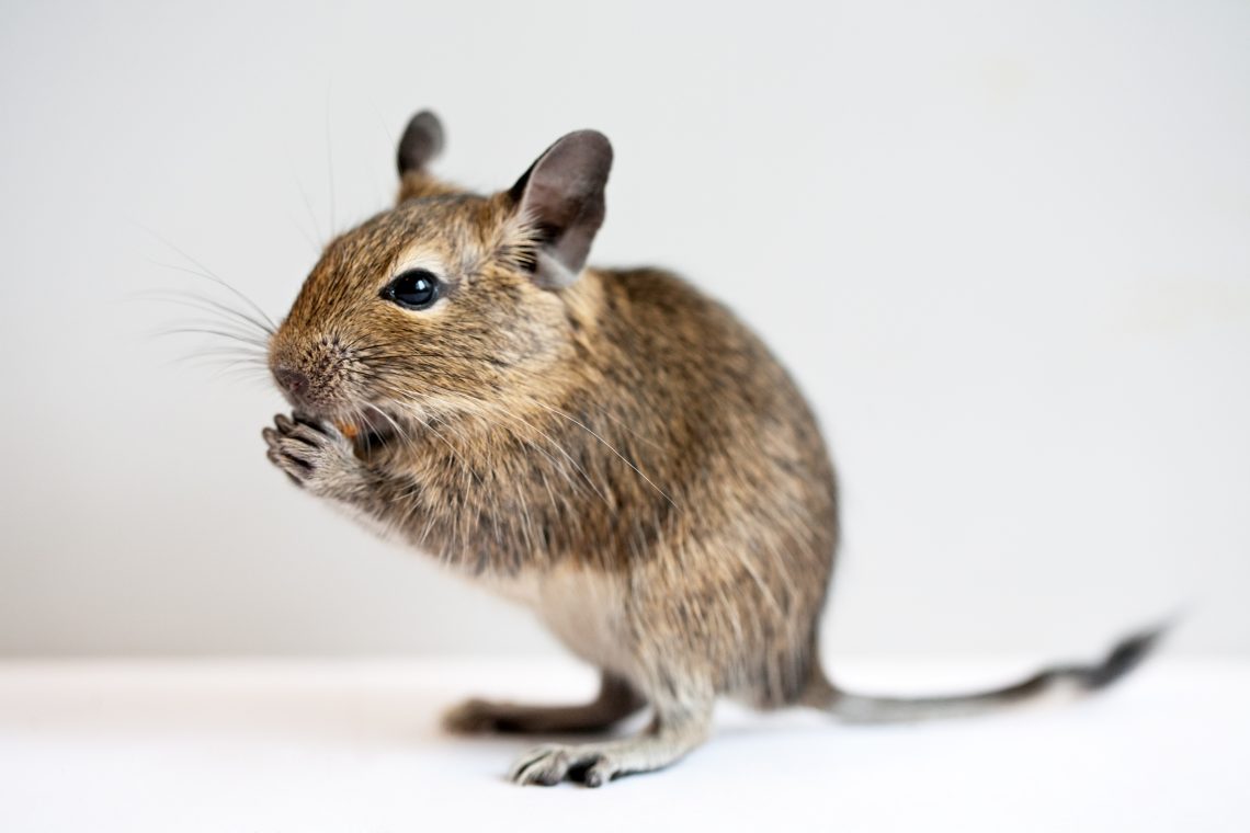 Degu squirrel &#8211; care and maintenance: how long does it live at home, what to feed, how to tame and name
