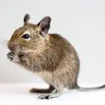Degu squirrel – care and maintenance: how long does it live at home, what to feed, how to tame and name