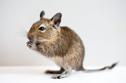 Degu orav – hooldus ja hooldus: kaua ta kodus elab, mida toita, kuidas taltsutada ja nimetada