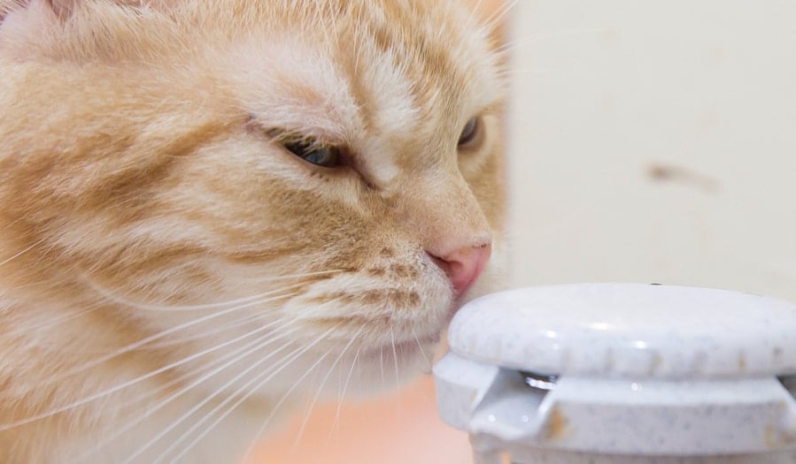 Dehydration in a cat: signs and treatment