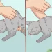 Preventive measures to keep your cat healthy