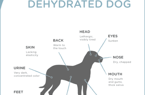 Dehydration in a dog: symptoms and treatment