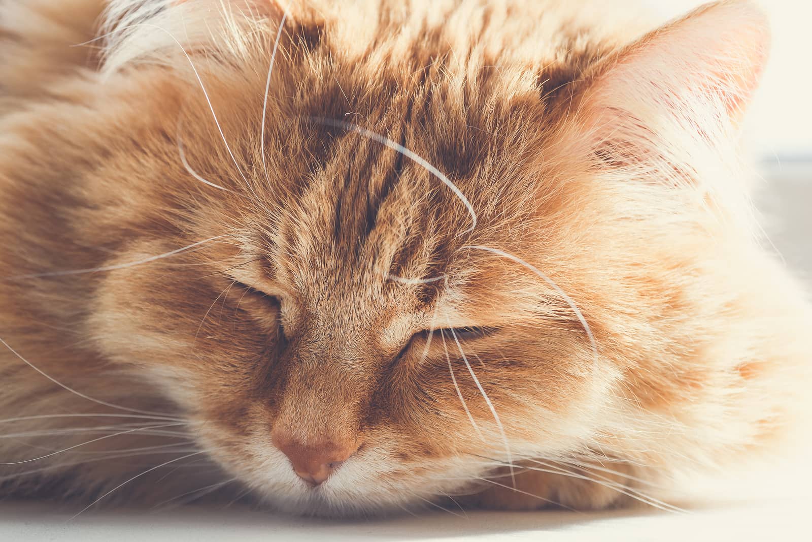Dementia in a cat: signs, causes and help for a pet
