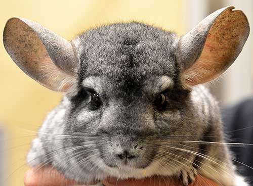 Dental problems in chinchillas: malocclusion, grinding, tooth loss and extraction