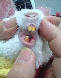 Dental problems in chinchillas: malocclusion, grinding, tooth loss and extraction