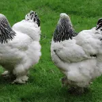 Description and breeding of the Brahma chicken breed. Their correct content in various conditions.