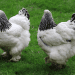 Kuidas määrata kana sugu: kuketibu või kanatibu