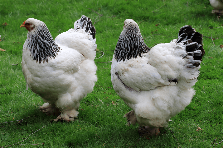 Brahma kanatõu kirjeldus ja aretus. Nende õige sisu erinevates tingimustes.