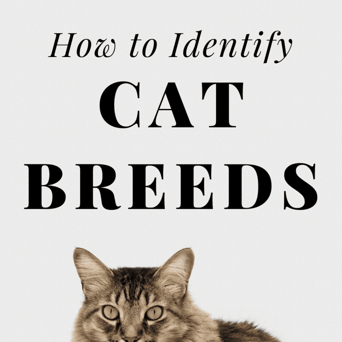 Description of cat breeds with tassels on the ears, features of their character and care