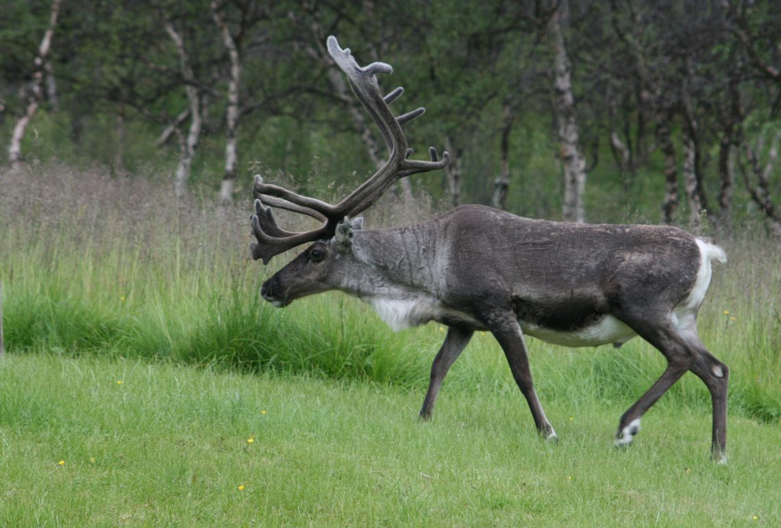 Description of the reindeer: characteristics of the breed, behavior, nutrition and reproduction