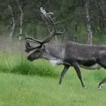 Description of the reindeer: characteristics of the breed, behavior, nutrition and reproduction