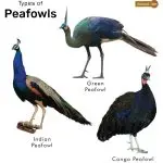 Description of the types of peacocks: Peacocks (females) and interesting facts from their lives