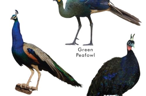 Description of the types of peacocks: Peacocks (females) and interesting facts from their lives