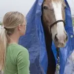 Desensitization: Give Your Horse Confidence