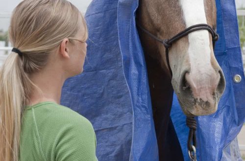 Desensitization: Give Your Horse Confidence