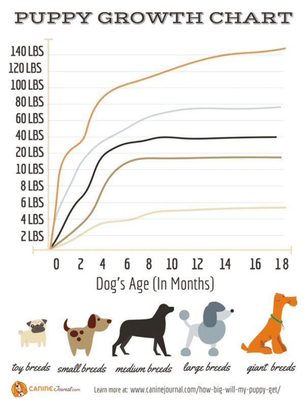 Determine the size of an adult dog from a puppy