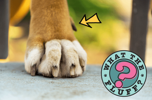 Dewclaws in dogs: what is it?