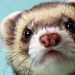What vaccinations should a ferret get?