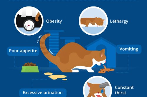 Diabetes in cats: symptoms and treatment