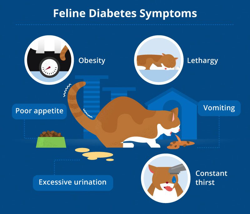 Diabetes in cats: symptoms and treatment
