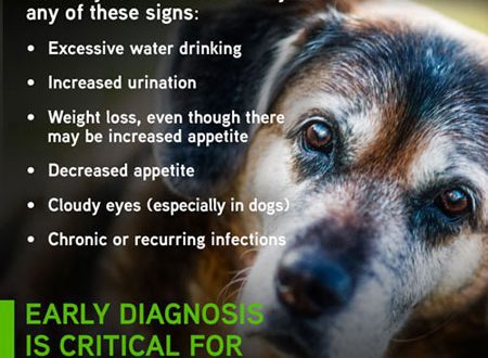 Diabetes in dogs: what you need to know