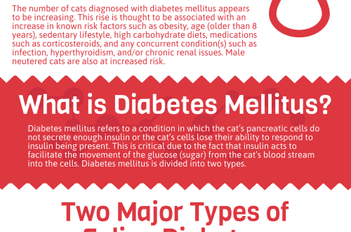 Diabetes mellitus in cats: how to identify and how to treat