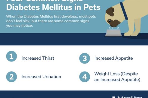 Diabetes Mellitus in Dogs: Symptoms, Treatment and Prevention