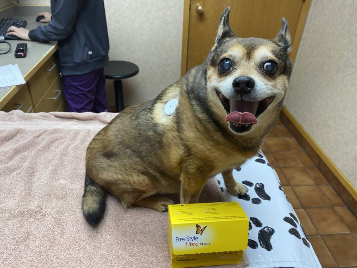 Diabetic dog: a live glucometer to help the owner
