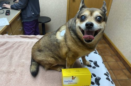 Diabetic dog: a live glucometer to help the owner