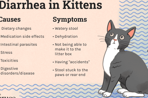Diarrhea in a cat: how to treat and what to do