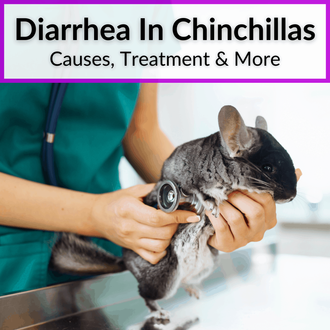Diarrhea in a chinchilla: what to do in case of indigestion and loose stools (symptoms, prevention, treatment)