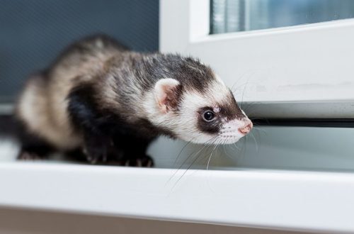 Diarrhea in a ferret: how to help a pet?