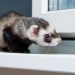 Why does a ferret lose hair?