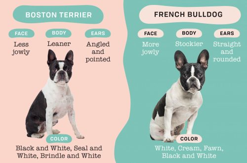 Differences between French Bulldog and Boston Terrier