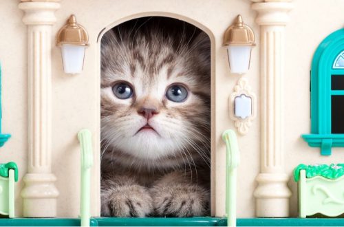 Different types of houses and a play complex for kittens, cats and cats with their own hands