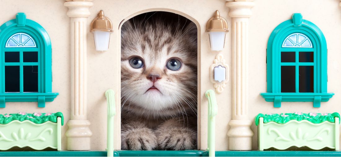Different types of houses and a play complex for kittens, cats and cats with their own hands