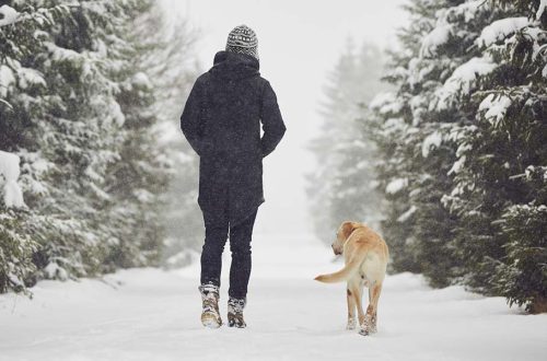Difficulties of walking the dog in winter