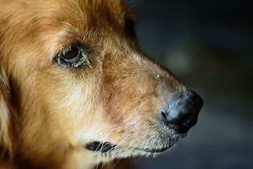 Discharge from the eyes of a dog: when to worry