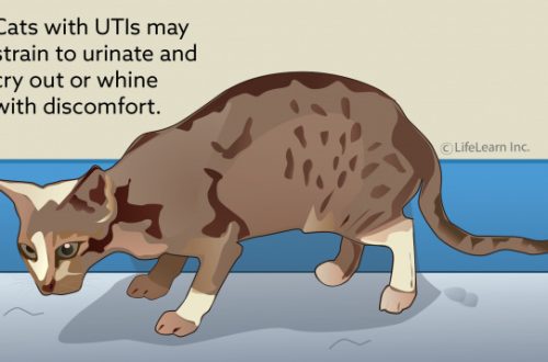 Diseases and infections of the urinary tract in cats