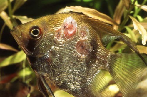 Diseases of aquarium fish