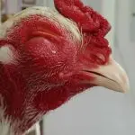 Diseases of domestic chickens: symptoms, prevention and methods of their treatment