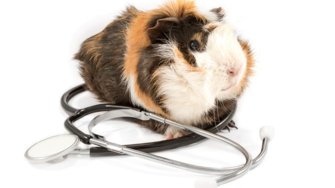 Diseases of guinea pigs: symptoms and treatment of common diseases