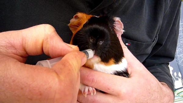 Diseases of guinea pigs: symptoms and treatment of common diseases
