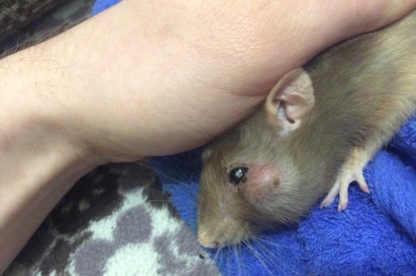 Diseases of ornamental rats, symptoms and treatment at home